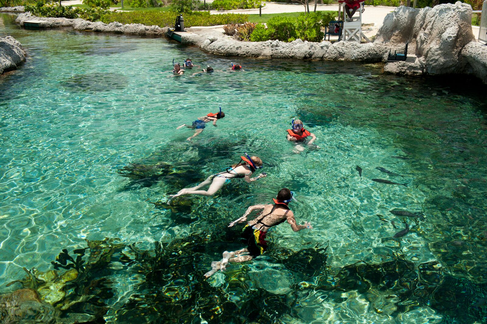 Large-Cayman-Turtle-Centre-GCM-21