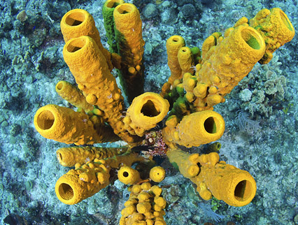 reefs