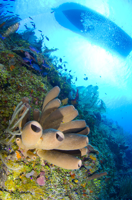 caribbean reefs