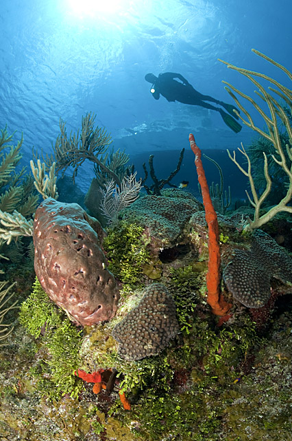 diving through reefs