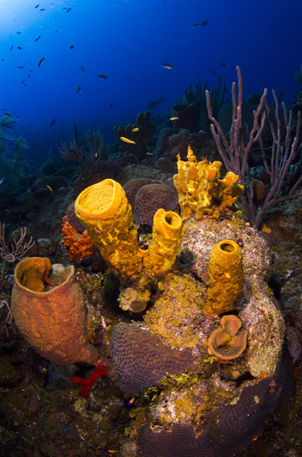 cayman islands marine life