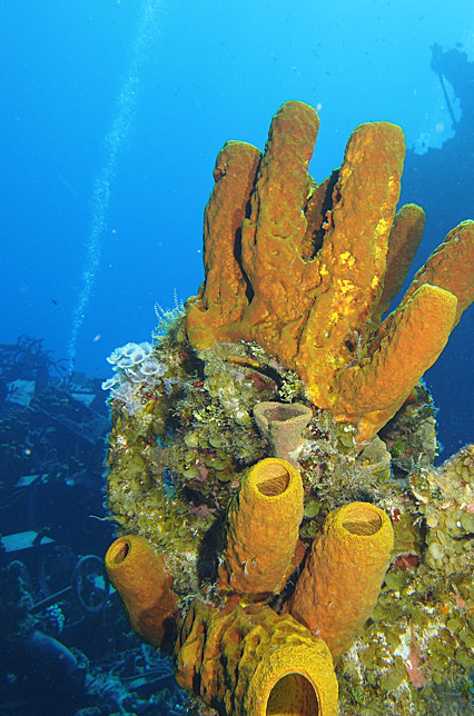 cayman islands diving