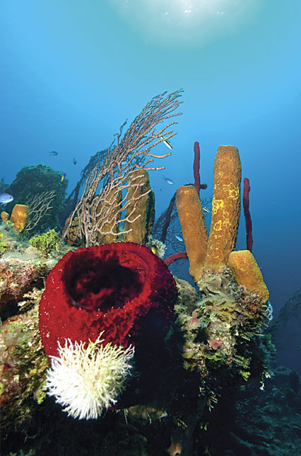 diving the reefs