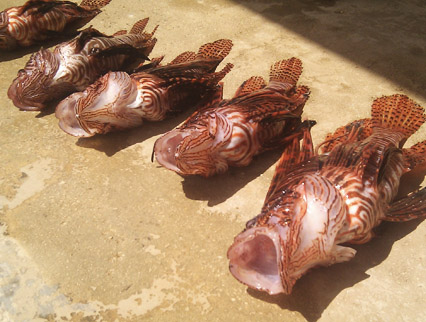 lion fish