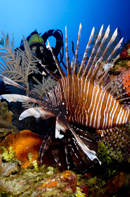 lion fish
