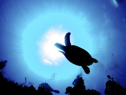 marine conservation, cayman