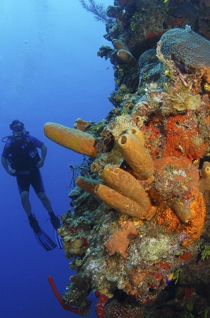 reef diving