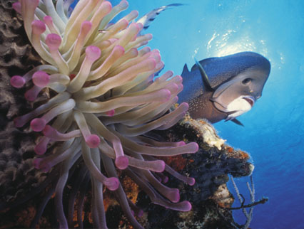 reef diving