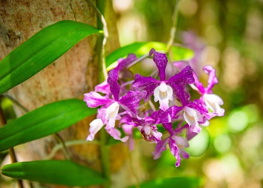 QEII Botanic Park Orchid Show and Sale