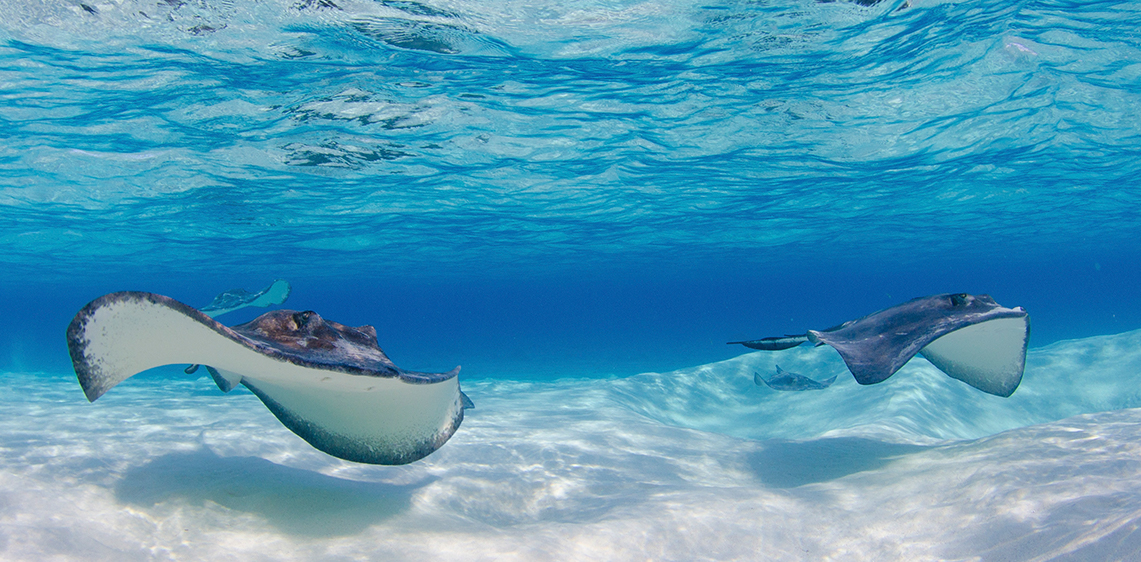 swim with stingrays in stingray city