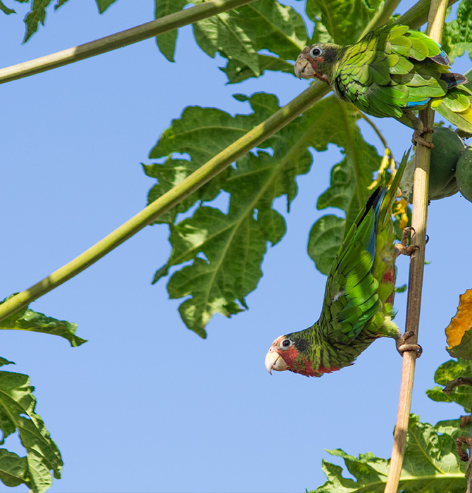 bird_article_670xany_3