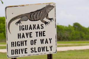 blueiguana_670xANY