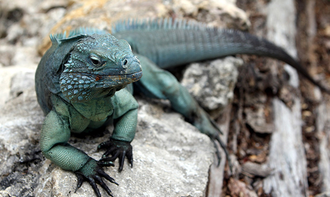 blueiguana_670xANY_5
