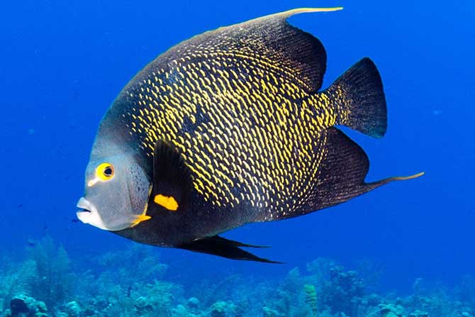 snorkling_article_670xany_3
