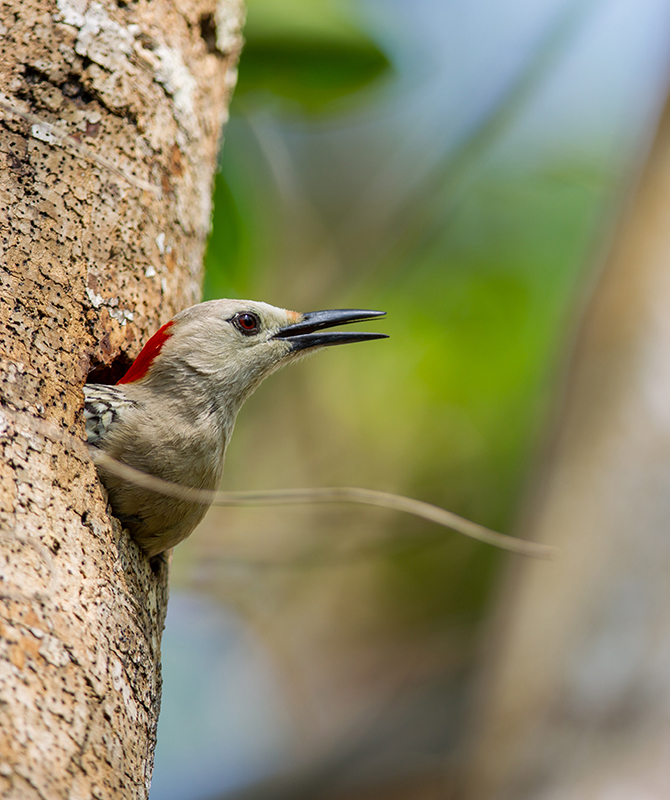 Nesting West Indian Woodpecker Melanerpes superciliaris