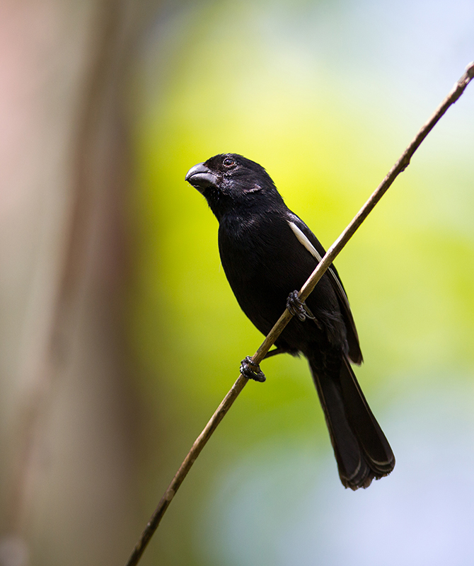 Cuban Bullfinch (Melopyrrha nigra). Mastic Trail.