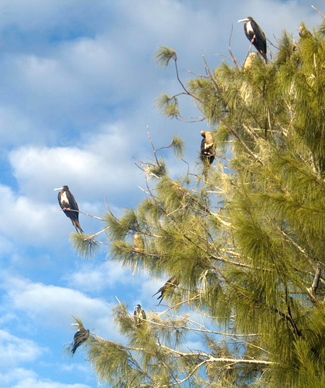 Magnificent Frigate birds perched high atop a tree in Little Cayman.