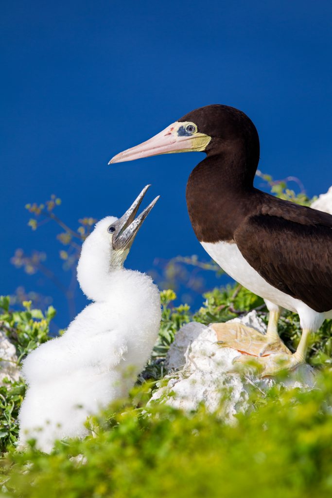 Brown booby with chick, Cayman Brac.