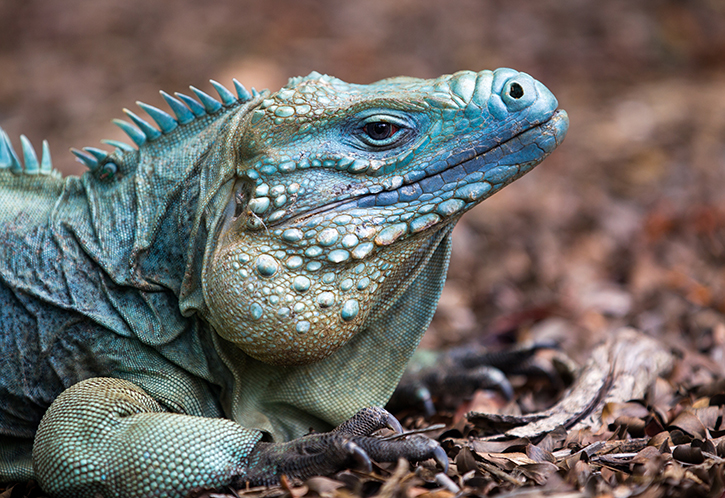 Iguana_Article1.jpg Iguana_Article1.jpg
