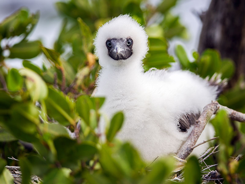 Booby Pond Nature Reserve | Little Cayman Wildlife | Caribbean Wildlife