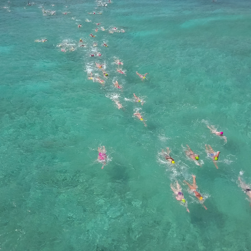 Flowers Sea Swim