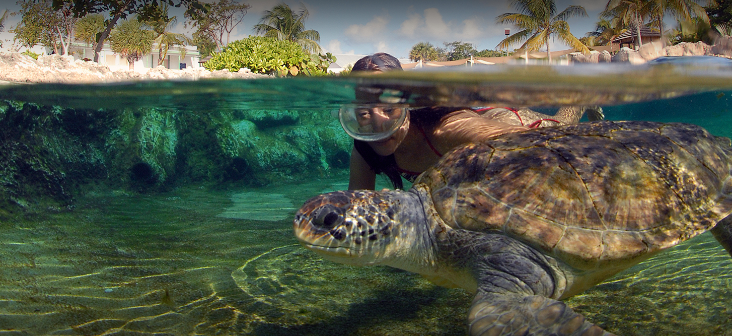 Cayman Turtle Centre