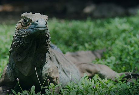 Queen Elizabeth II Botanic Park