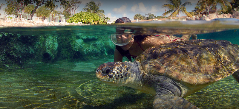 Cayman Turtle Centre