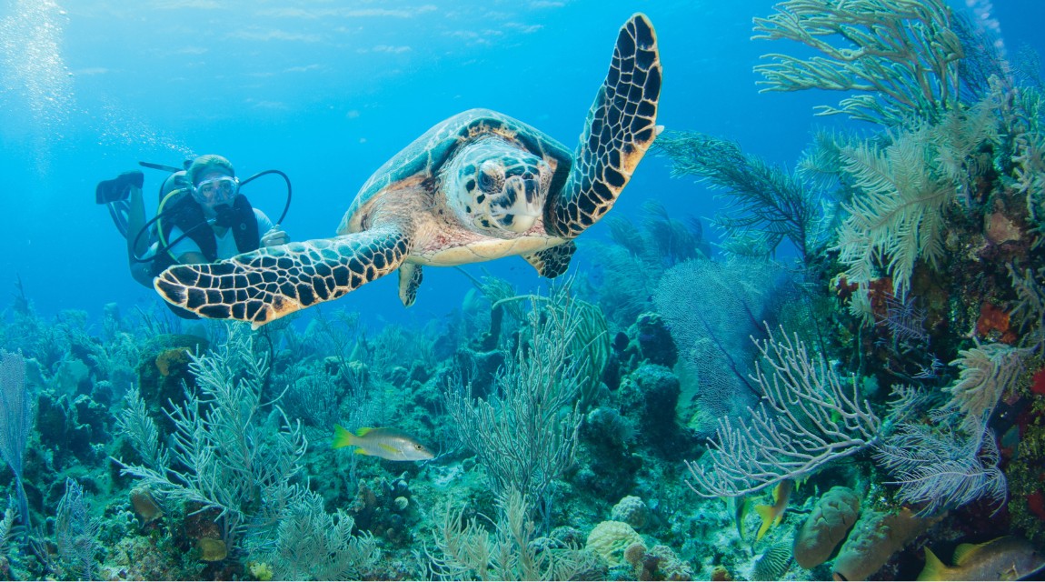 Cayman-Islands-Dive.png Cayman-Islands-Dive.png