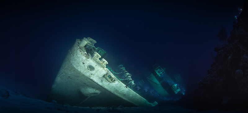 Kittiwake
