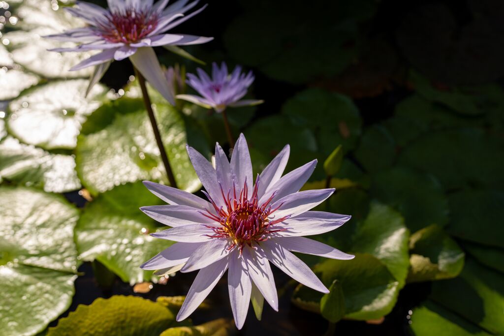 QEII Botanic Park
