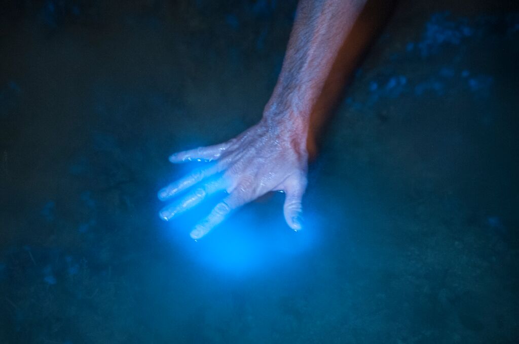 Bioluminescent Tours