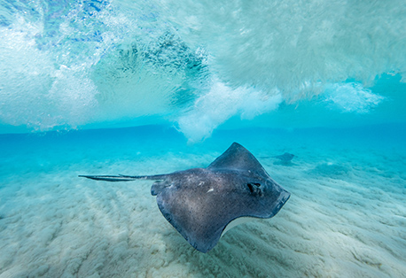 Things to Do - Cayman Islands Department of Tourism