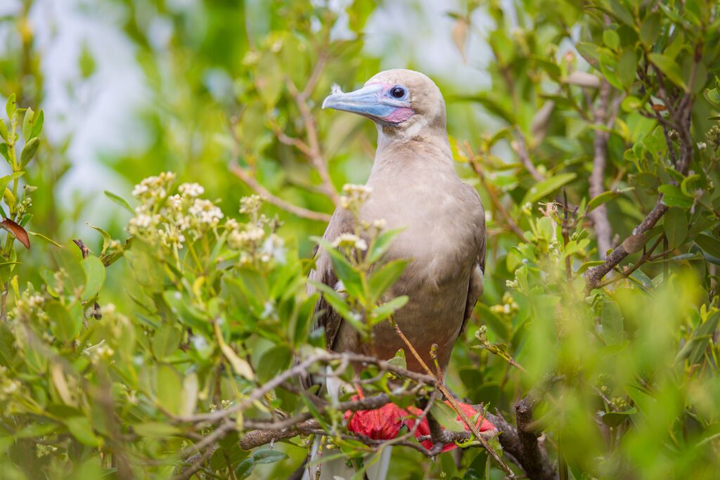 A bird sits in a tree